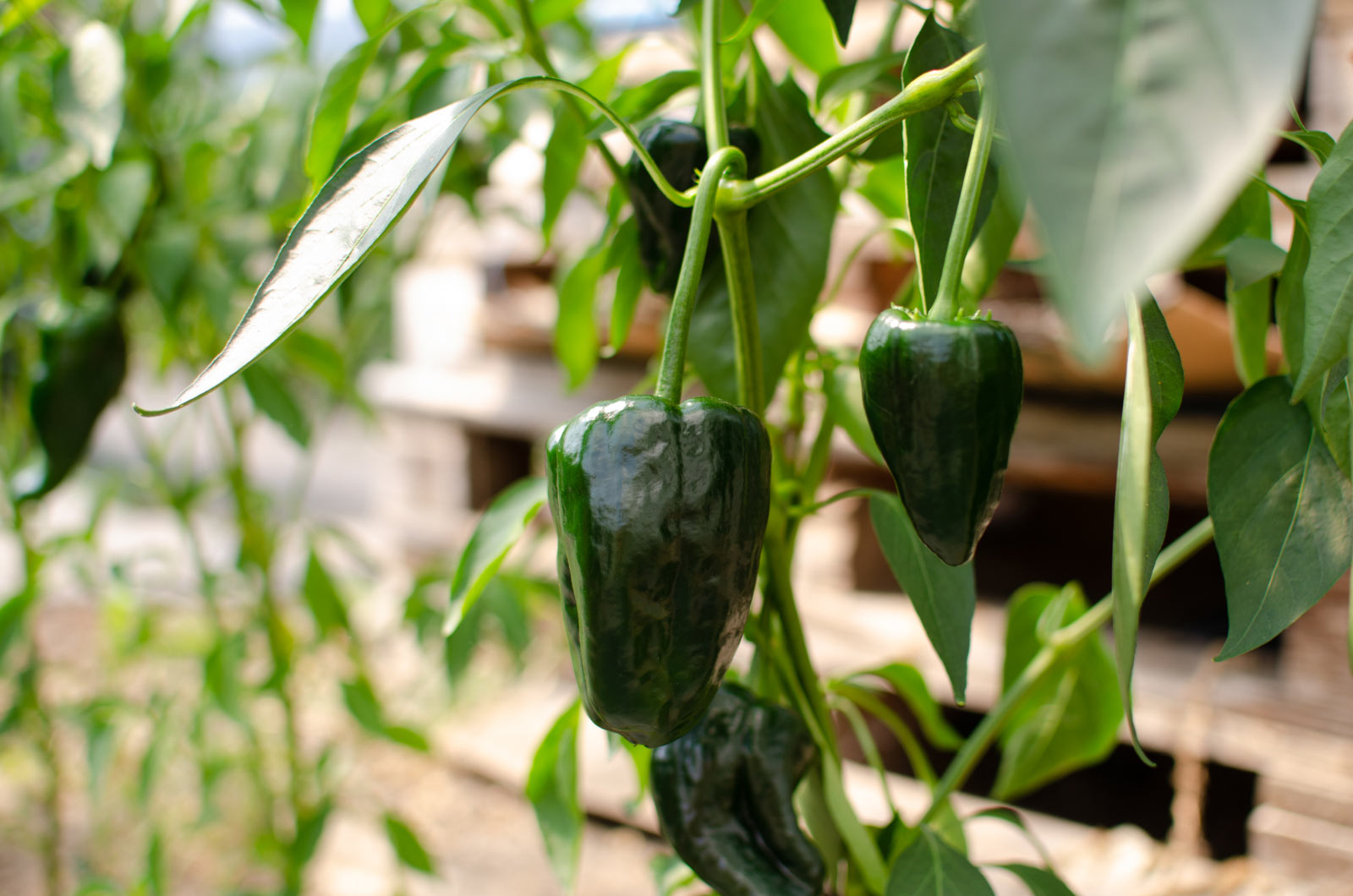 Knackige Paprika aus dem Folienhaus des Hofladen Haiss