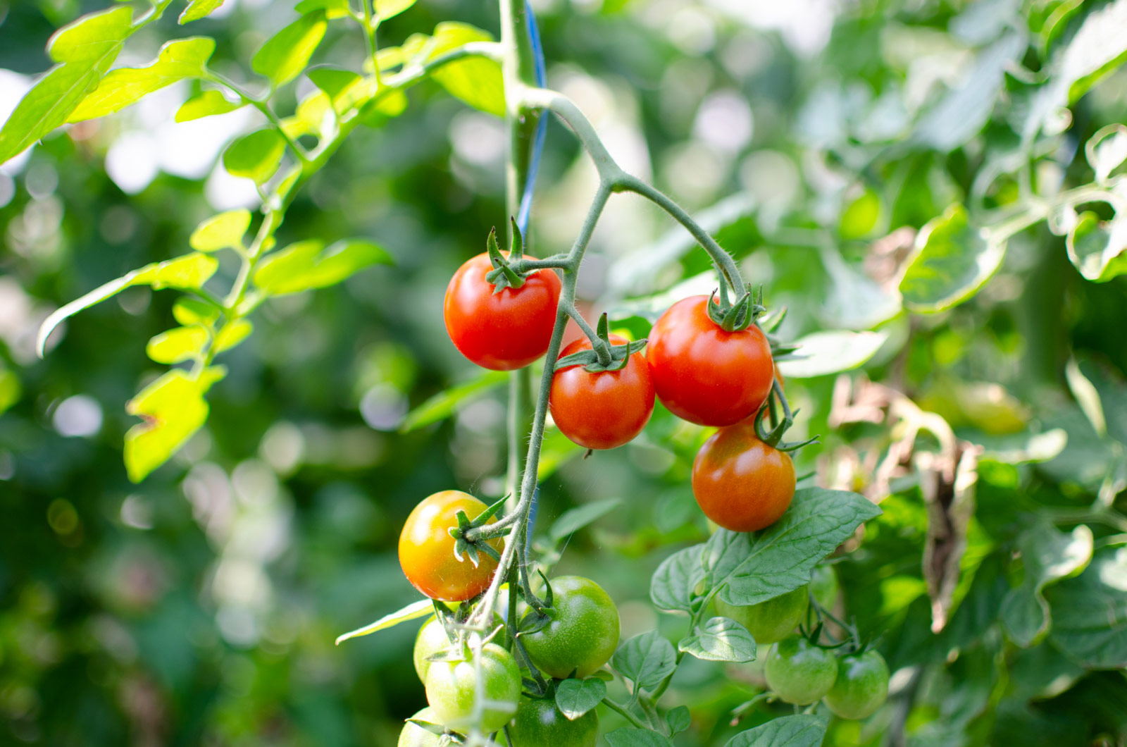 Rote Tomaten im Folienhaus des Hofladen Haiss